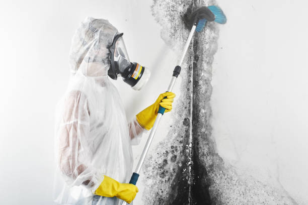 Best Asbestos and Lead Testing During Mold Inspection  in Progress Village, FL