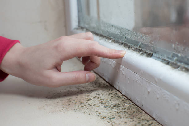 Best Environmental Consulting for Mold Prevention  in Progress Village, FL